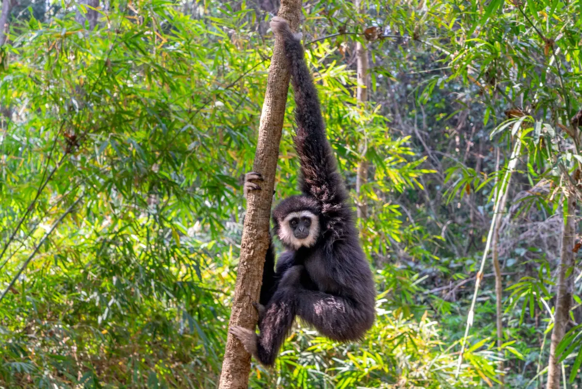 A gibbon hanging out in the forest near Cave Lodge