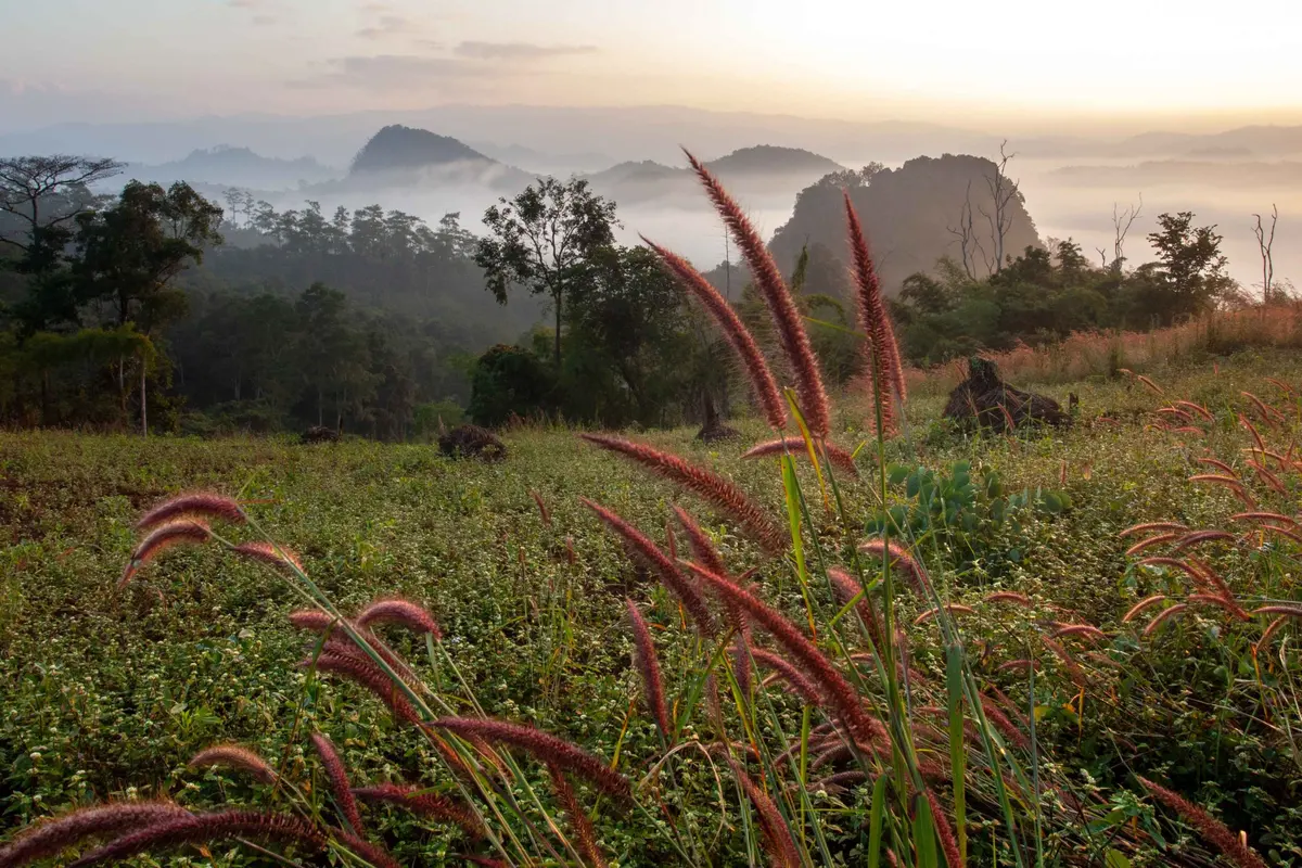 Morning mist view