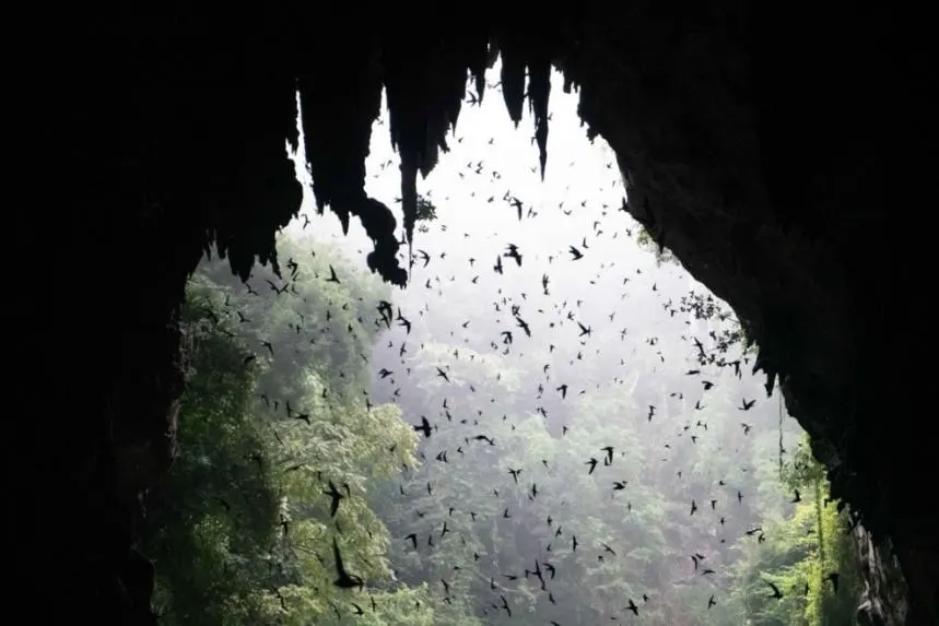 Swifts flying into the cave at sunset